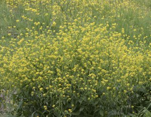 Wild mustard field