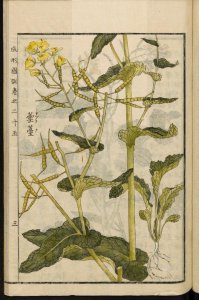 Wild mustard health benefits charts from the ancient Chinese