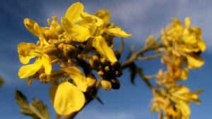 Wild Mustard Flowers