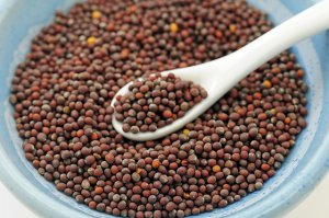 wild mustard seed