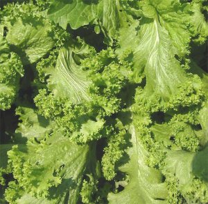 Wild mustard leaves