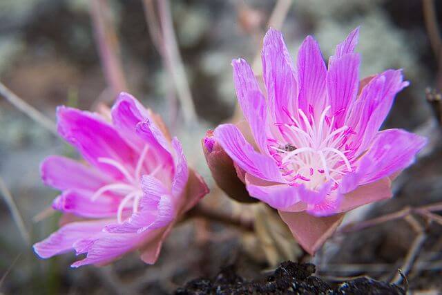 Bitterroot Flower