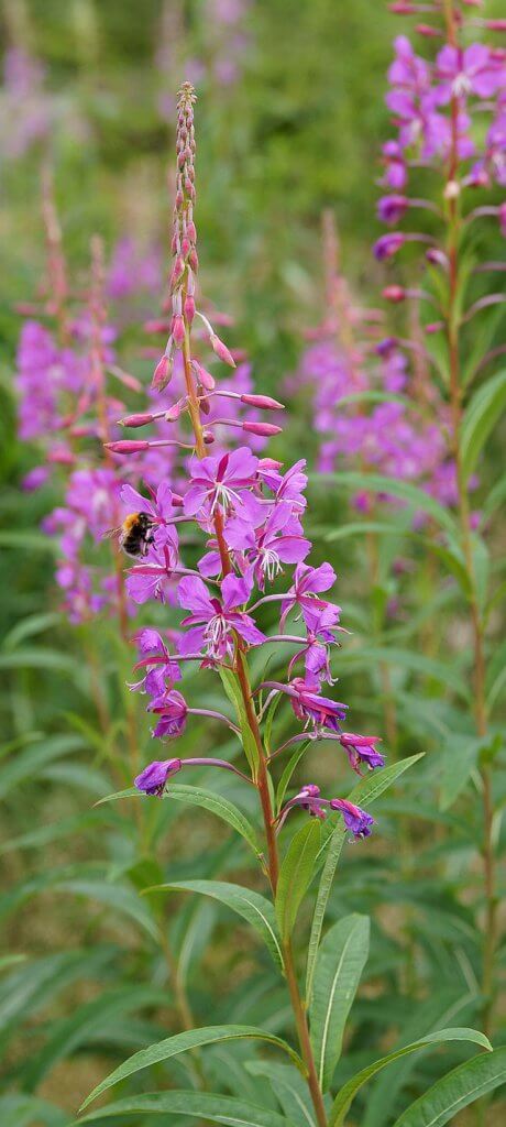 Fireweed Flowers (Chamerion Angustifolium)