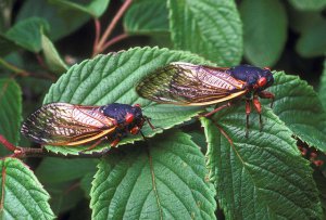 17 Year Old Cicada