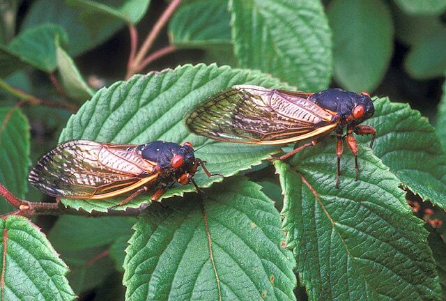 17 Year Old Cicada