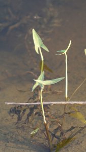 Arumleaf arrowhead in a pond