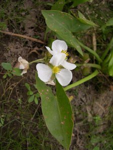 Arumleaved arrowhead flowers