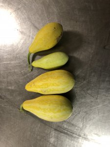 Four oblong yellow squash on a metal table