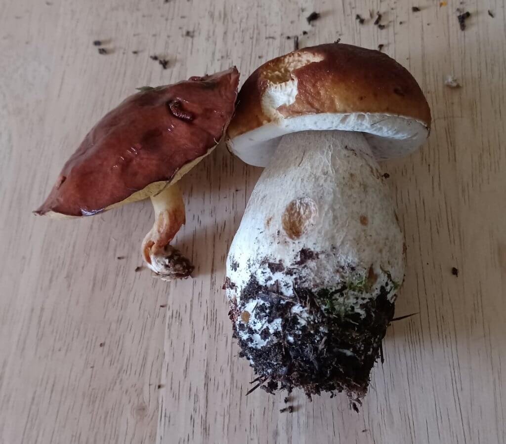 two mushrooms, both brown, one with a much smaller stalk and one with a much thicker one, on a wooden table
