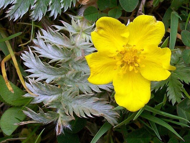 Silverweed