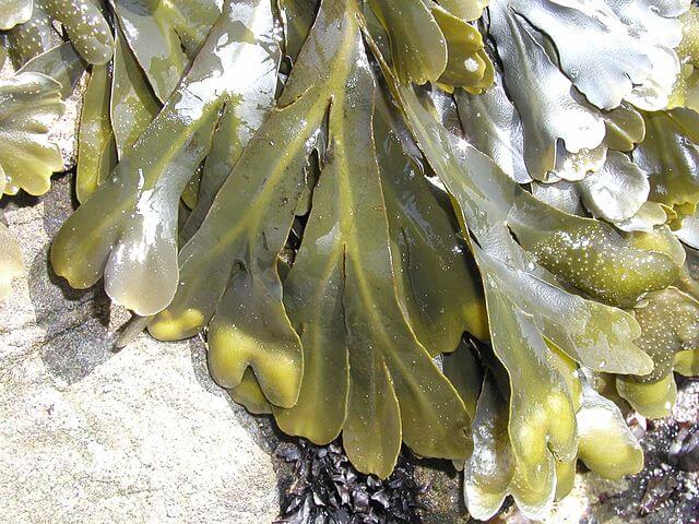 Fucus_gardneri