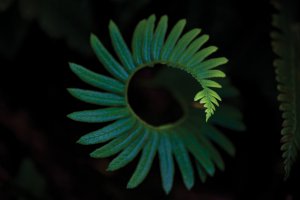 Mushroom Wanderland PG38