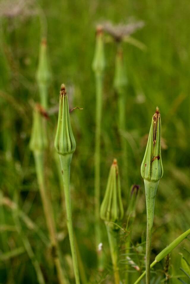 Purple Salsify in the US - Eat The Planet