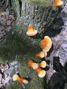 Hemlock Reishi Mushroom