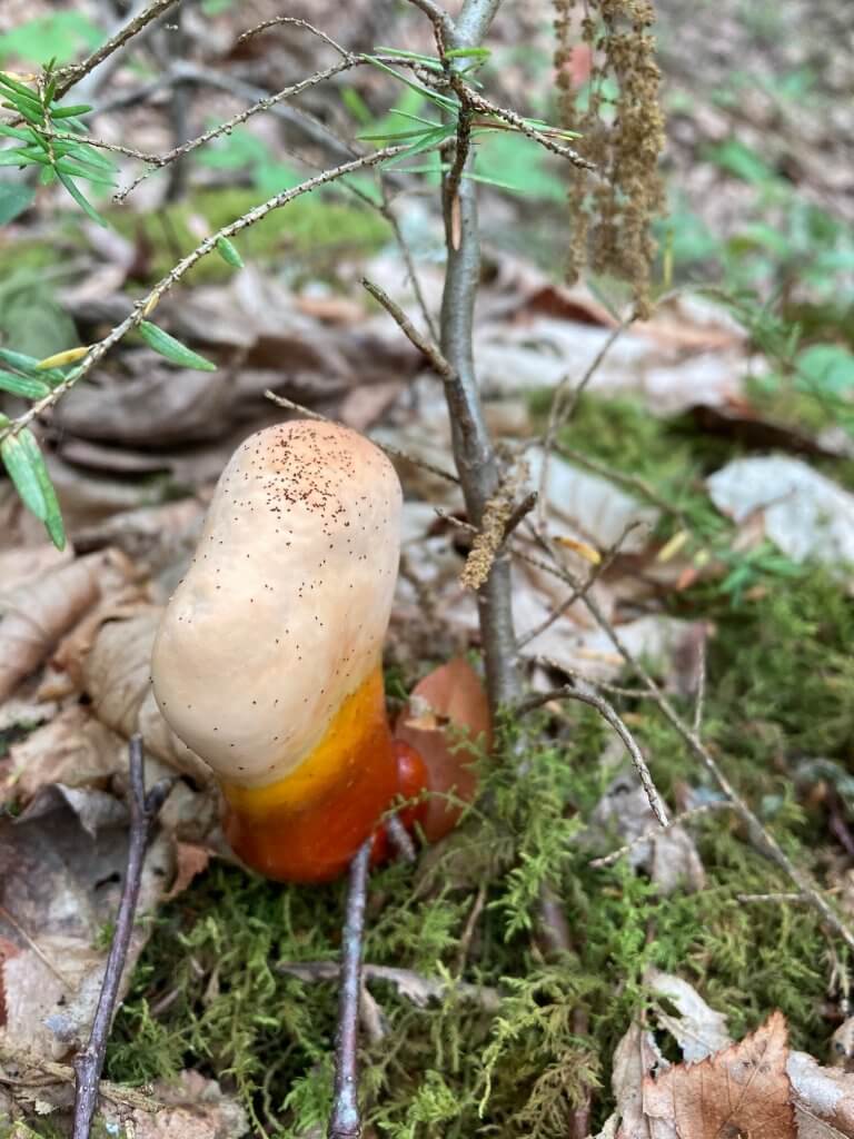 Hemlock Reishi