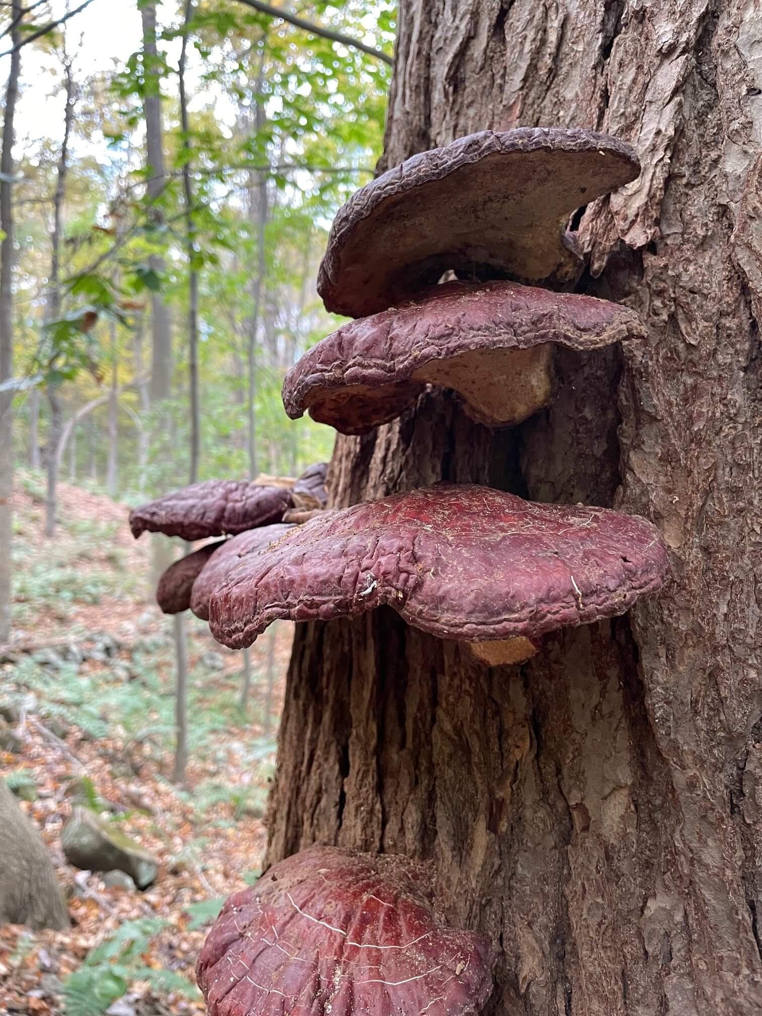 Hemlock Reishi The Mushroom Of Immortality Eat The Planet 2398