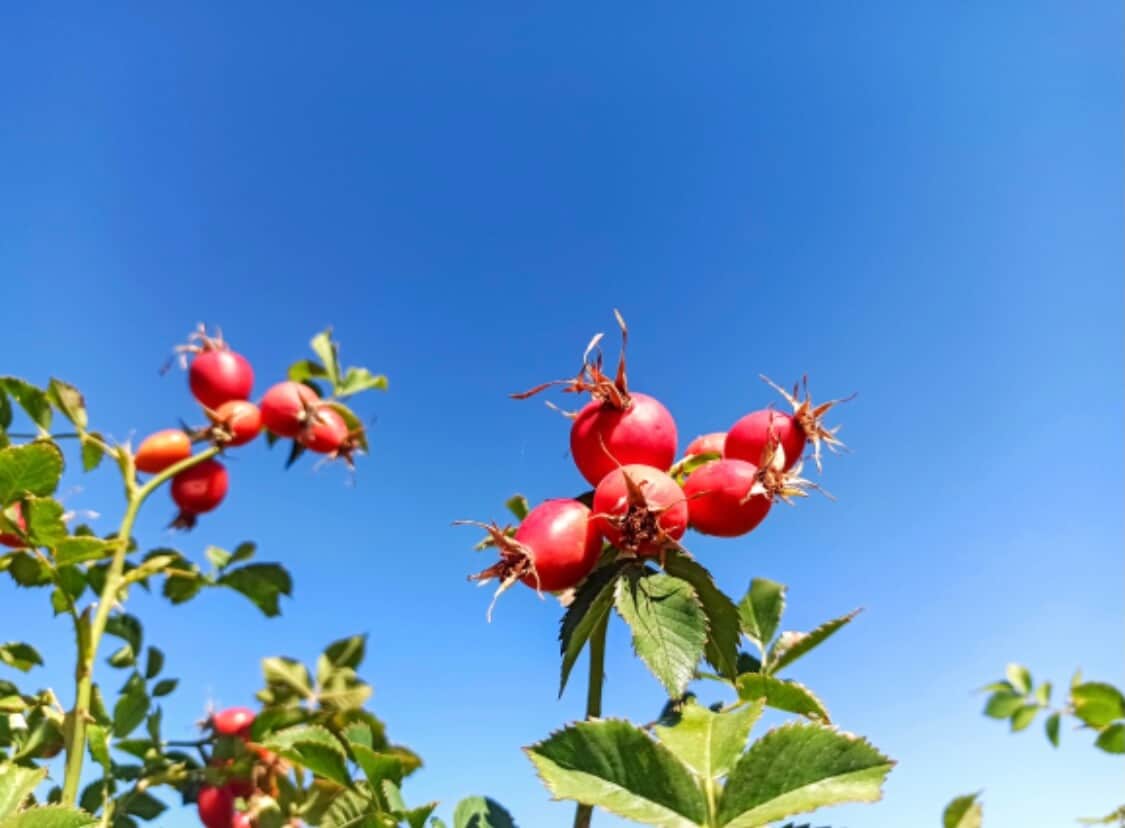 Wild Rose Bush Thorns