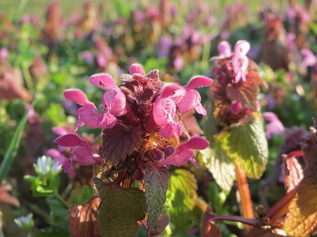 Close up of several hooded dead nettle flowers glowing bright pink in late winter sunshine.