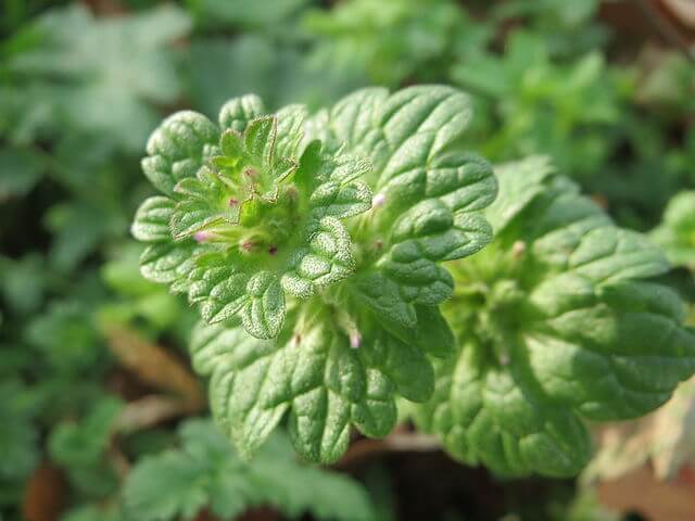 A close up showing the heavily scalloped new leaves emerging at the top of a henbit stalk.