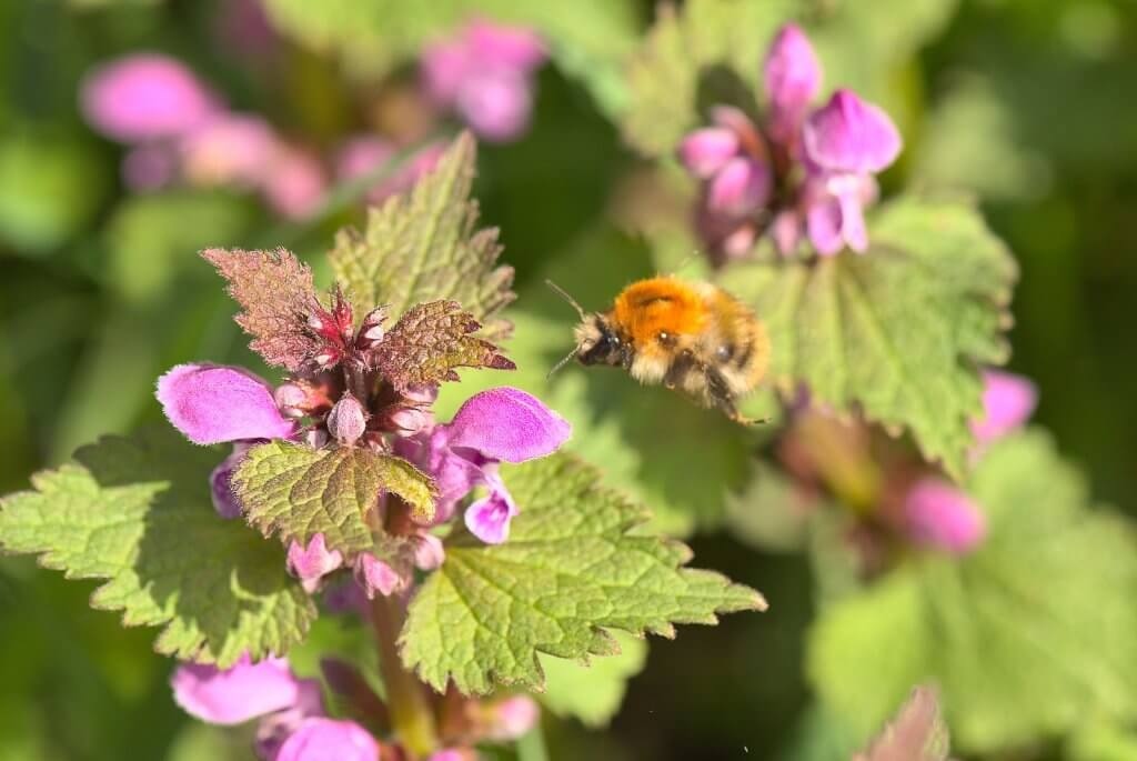 The bee with it's fluffy orange hairs is about to land on the hooded purple flower of the dead nettle.