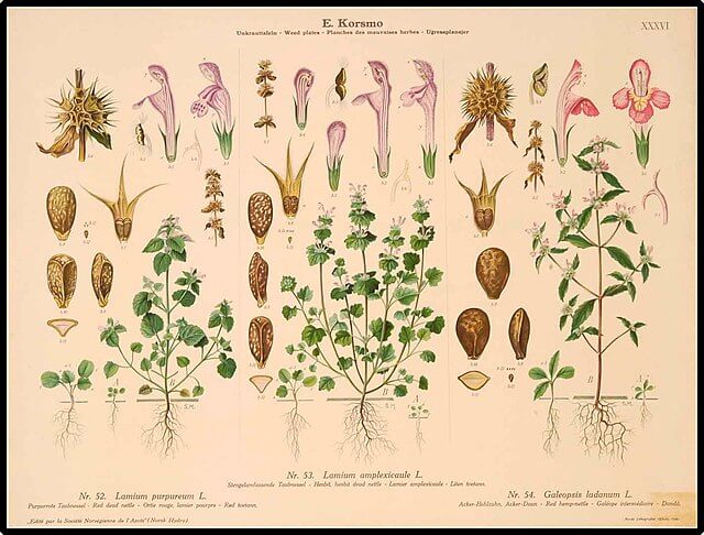 3 plant species, from left to right: Dead nettle, henbit and red hemp nettle.