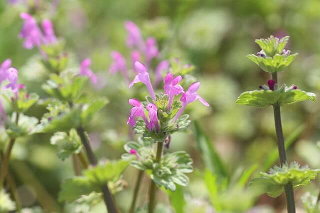 A photo showing the tops of several henbit stems, with buds, new leaves and open flowers.