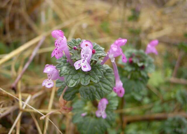 A close up of the top of a henbit stem showing several light pink/purple flowers with darker pink spots. The out of focus background shows dead stems and old growth of summer plants.
