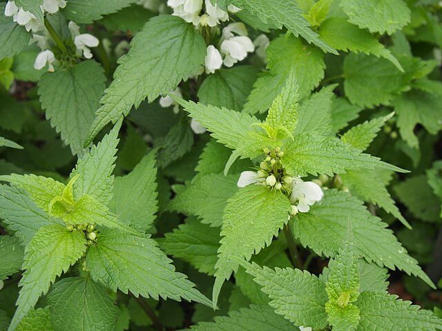 Close up of two white henbit stems with new leaves emerging. The leaves have prominent, toothed edges and are arrow shaped. There are several clusters of white hooded flowers tucked under some leaves..