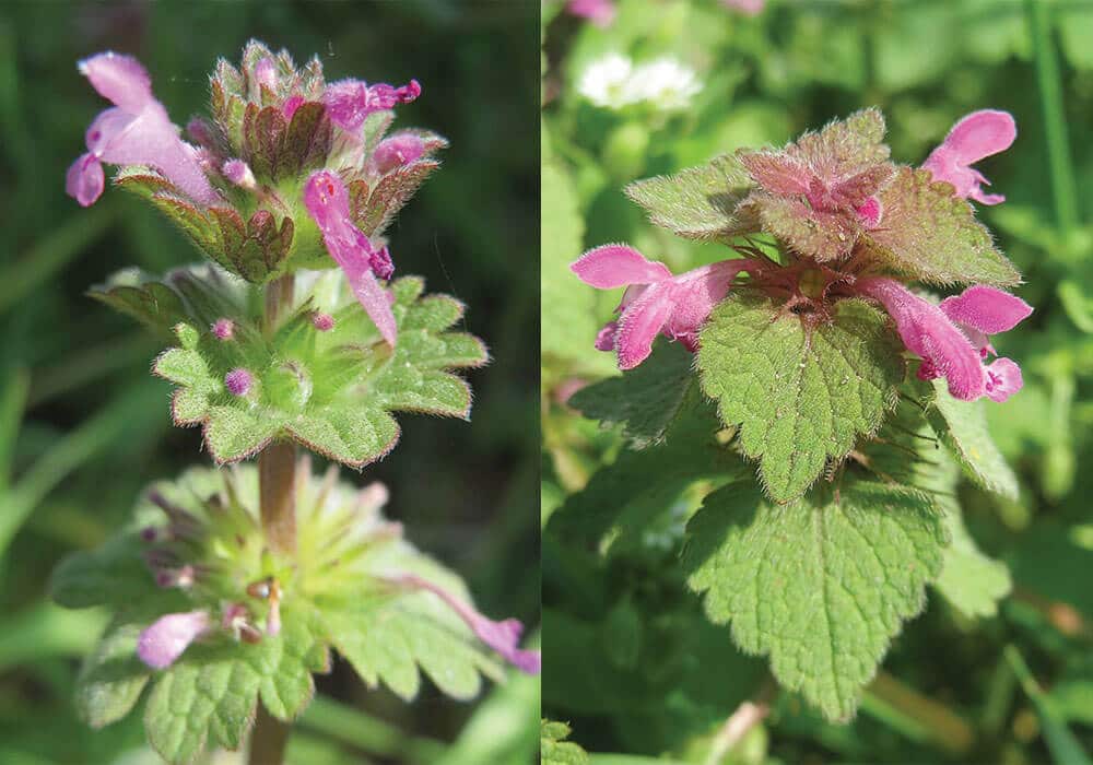 Two photos side by side. The left shows the top of a henbit stem with pink flowers and scalloped leaves. The right shows dead nettle also with pink flowers and serrated leaves.