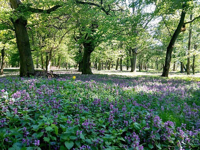 A wide angle view of a woodland with several large trees with gaps of sunlight falling to the ground between them. In the foreground is a huge carpet of dead nettle with lush green leaves and clusters of purple flowers.