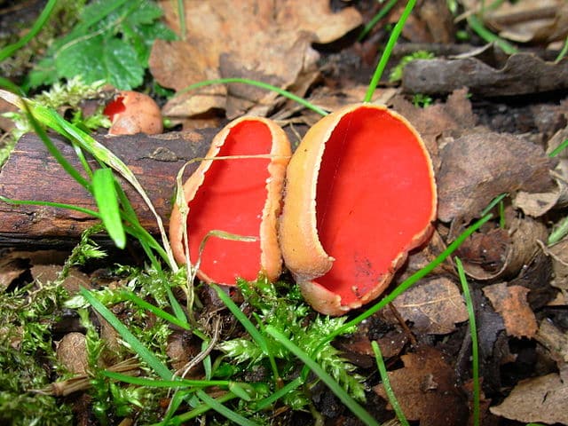 orange-peel-fungus-surprisingly-edible-eat-the-planet