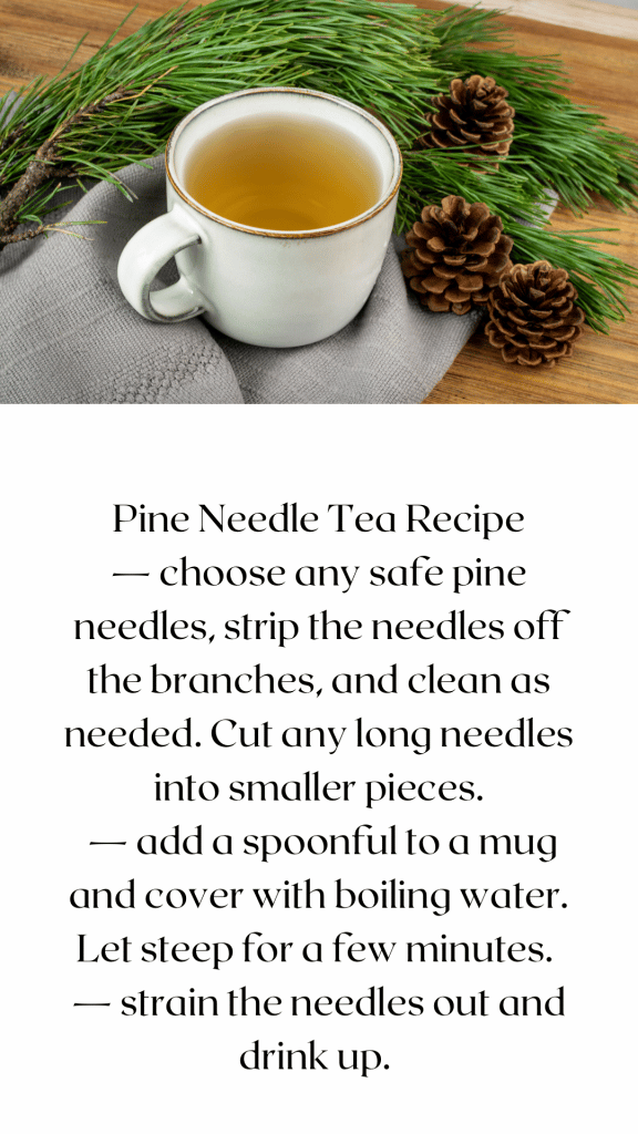 Pine Needles For You and Your Animals Eat The