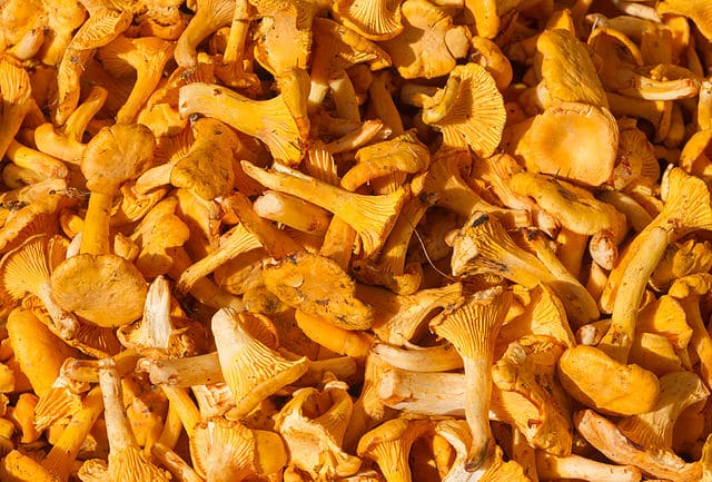 How to Cook Chanterelles - Eat The Planet