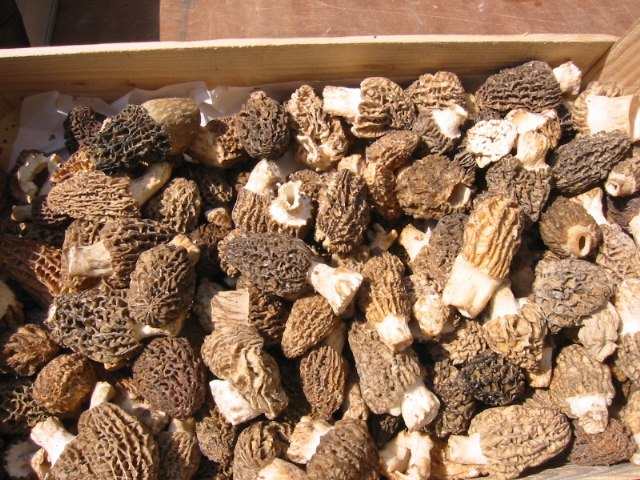 How to Dry Morel Mushrooms Without a Dehydrator