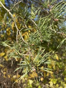 11 Reasons You Should Go Out Foraging For Pine Needles