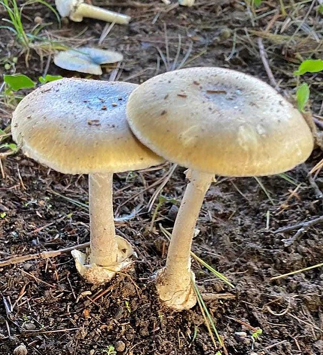 Death Cap Mushroom (Amanita phalloides)