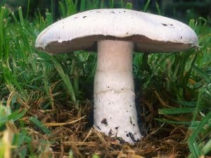 Meadow mushroom