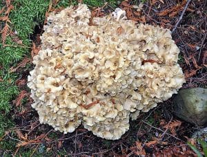 Western Cauliflower mushroom