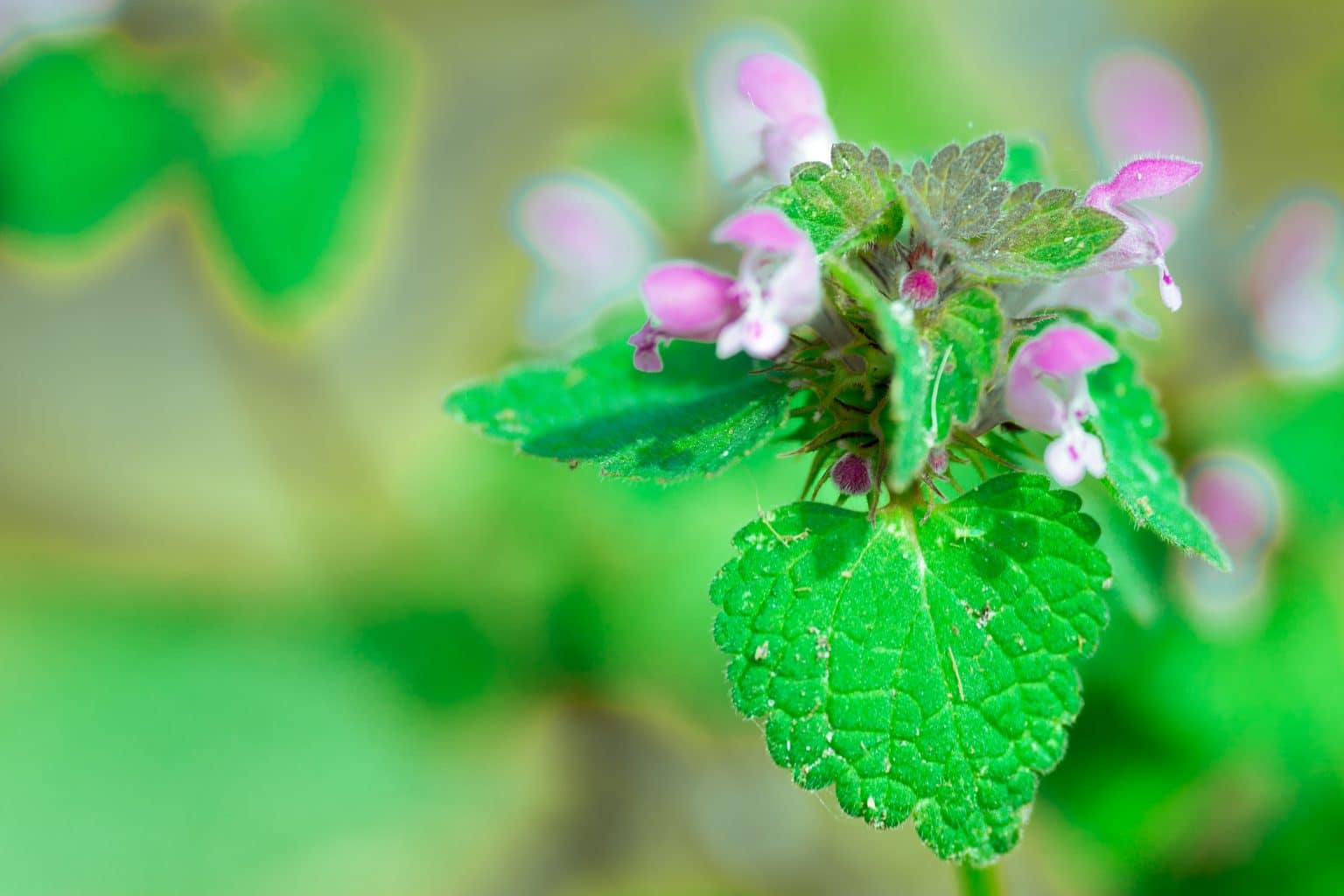 Purple Dead Nettle Benefits & Uses Eat The