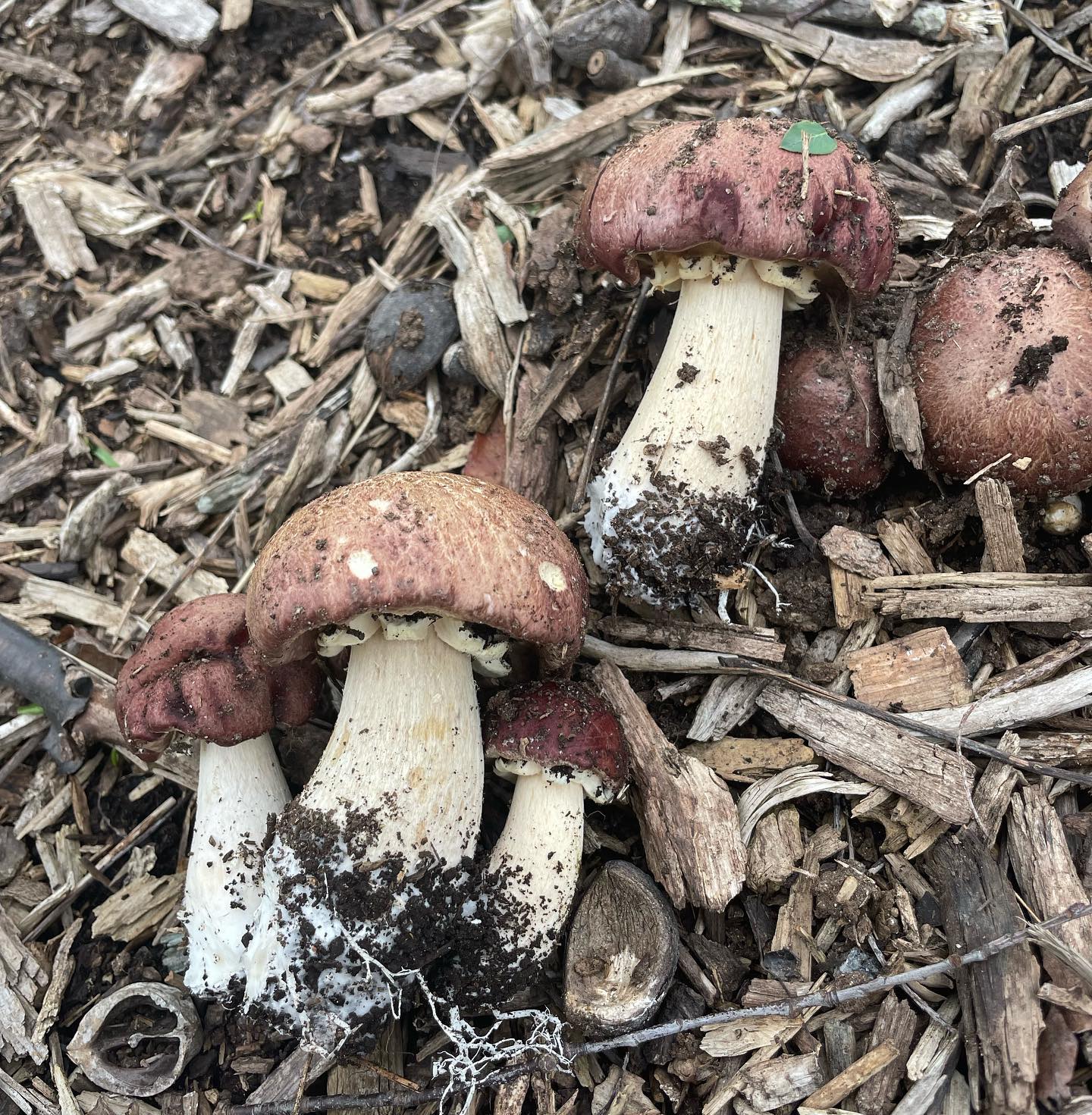 Stropharia rugosoannulata Wine Caps Eat The