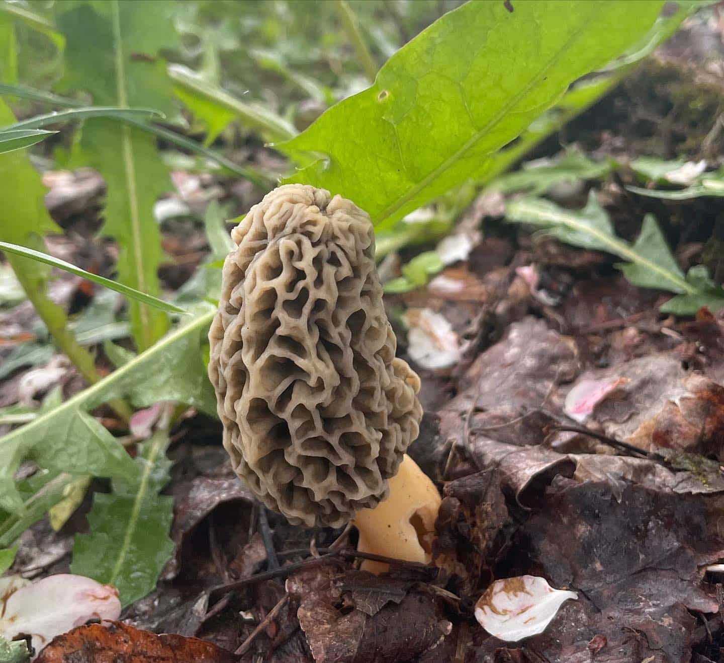 Morchella americana Yellow Morel Eat The