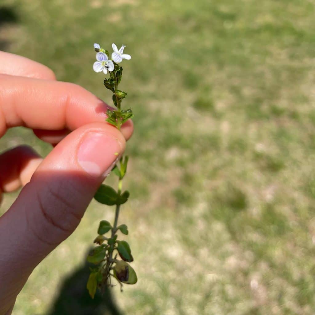 Veronica serpyllifolia Thymeleaved Speedwell Eat The