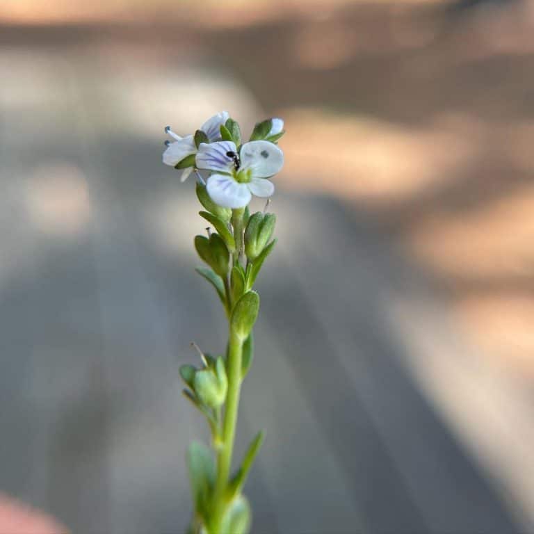 Veronica serpyllifolia Thymeleaved Speedwell Eat The