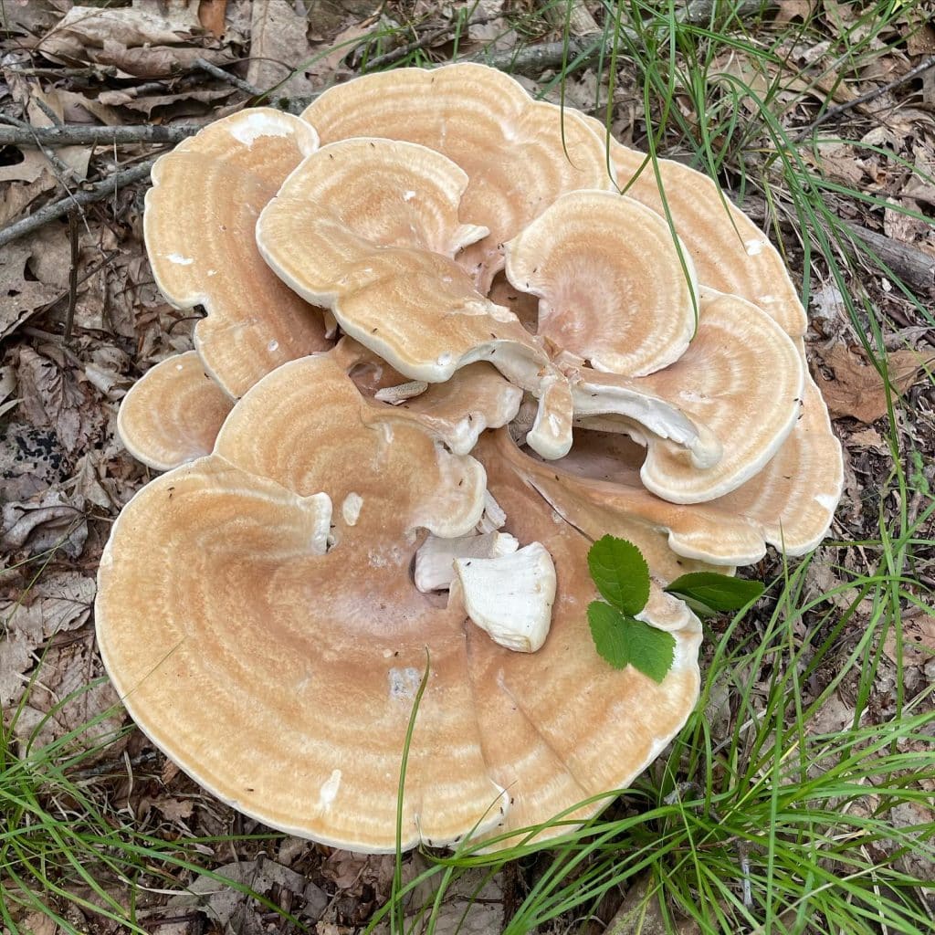 Bondarzewia berkeleyi - Berkeley's Polypore - Eat The Planet