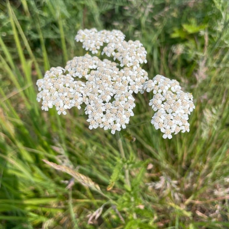 Achillea millefolium Yarrow Eat The