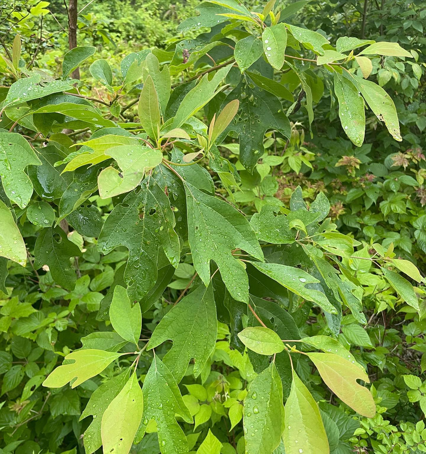 Sassafras Albidum Sassafras Eat The Planet