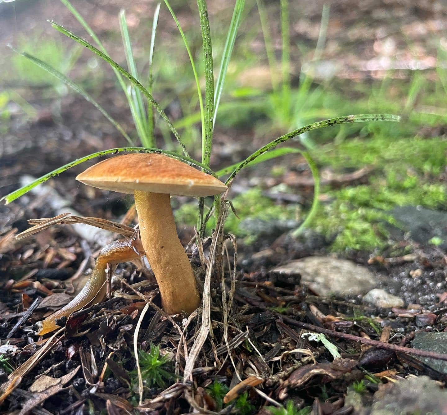 Gyroporus castaneus Chestnut Bolete Eat The