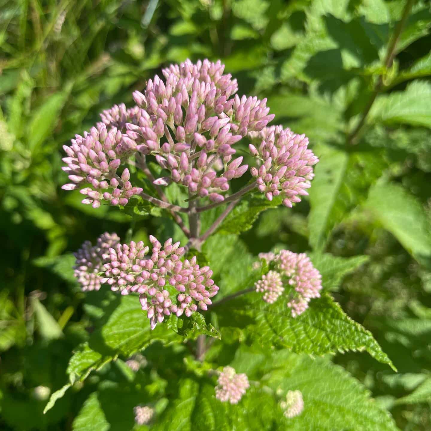 Eutrochium spp. JoePye weed Eat The