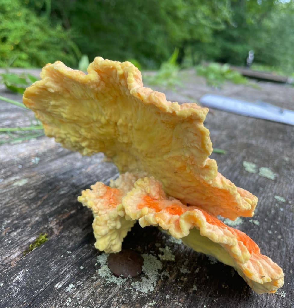 Laetiporus huroniensis - Conifer Chicken of the Woods - Eat The Planet