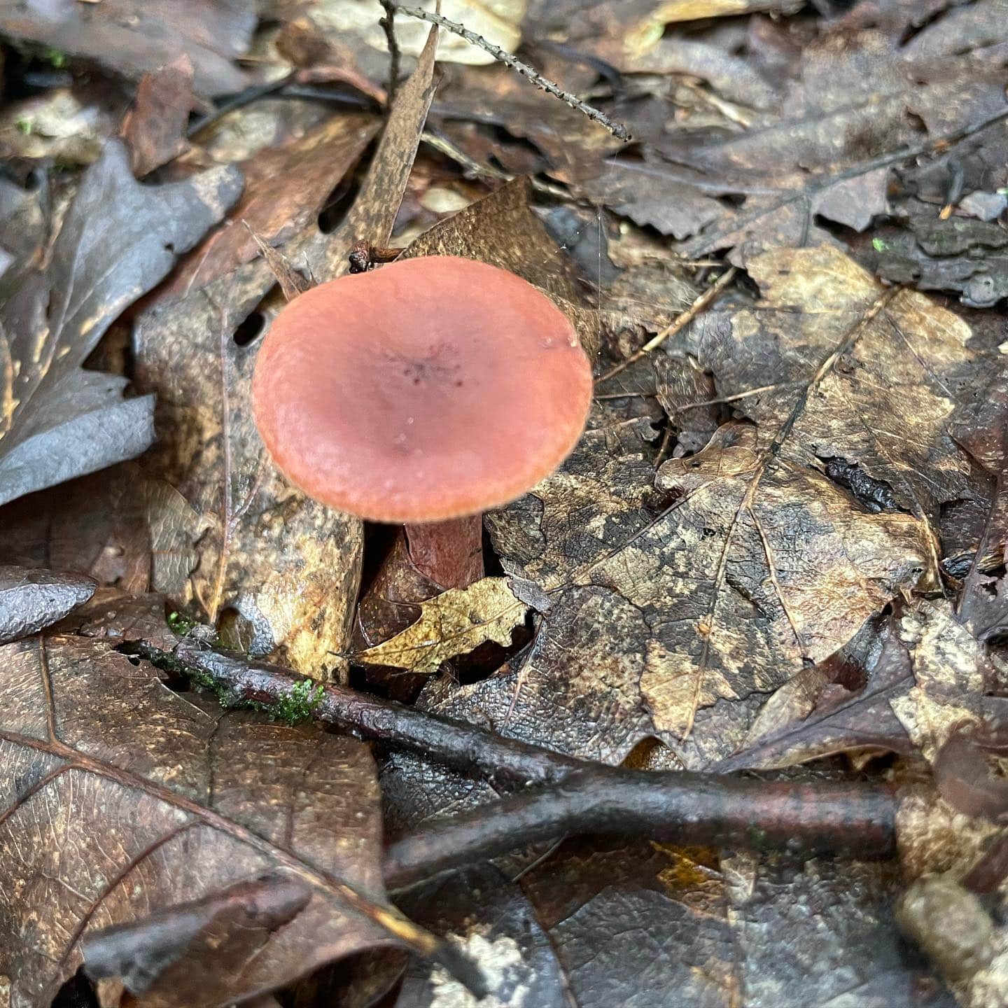 Lactarius camphoratus Eastern Candy caps Eat The